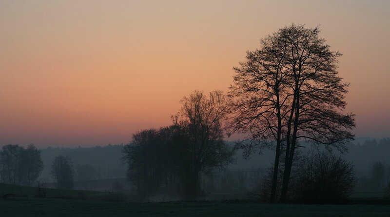 Silhouetted Trees at Dawn — Orange, Serene