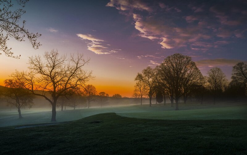 Silhouetted Trees at Dawn — Purple