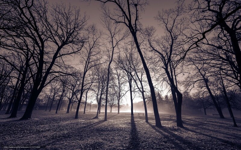 Silhouetted trees at dawn