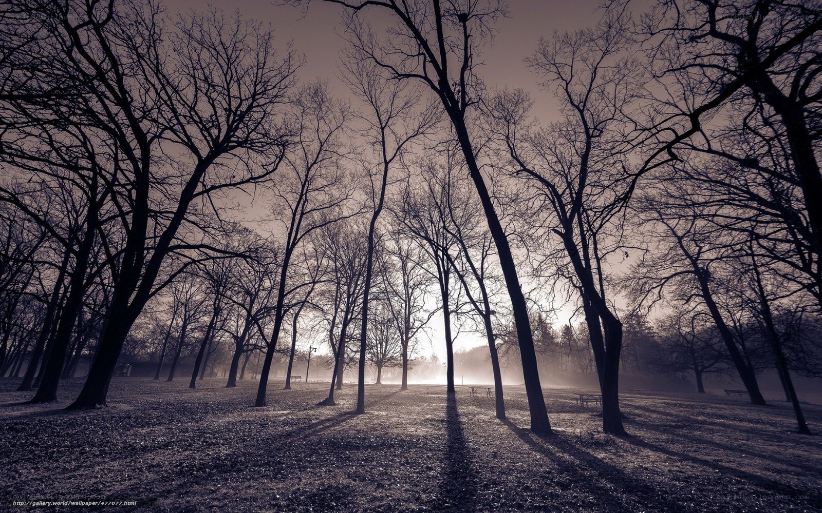Silhouetted trees at dawn