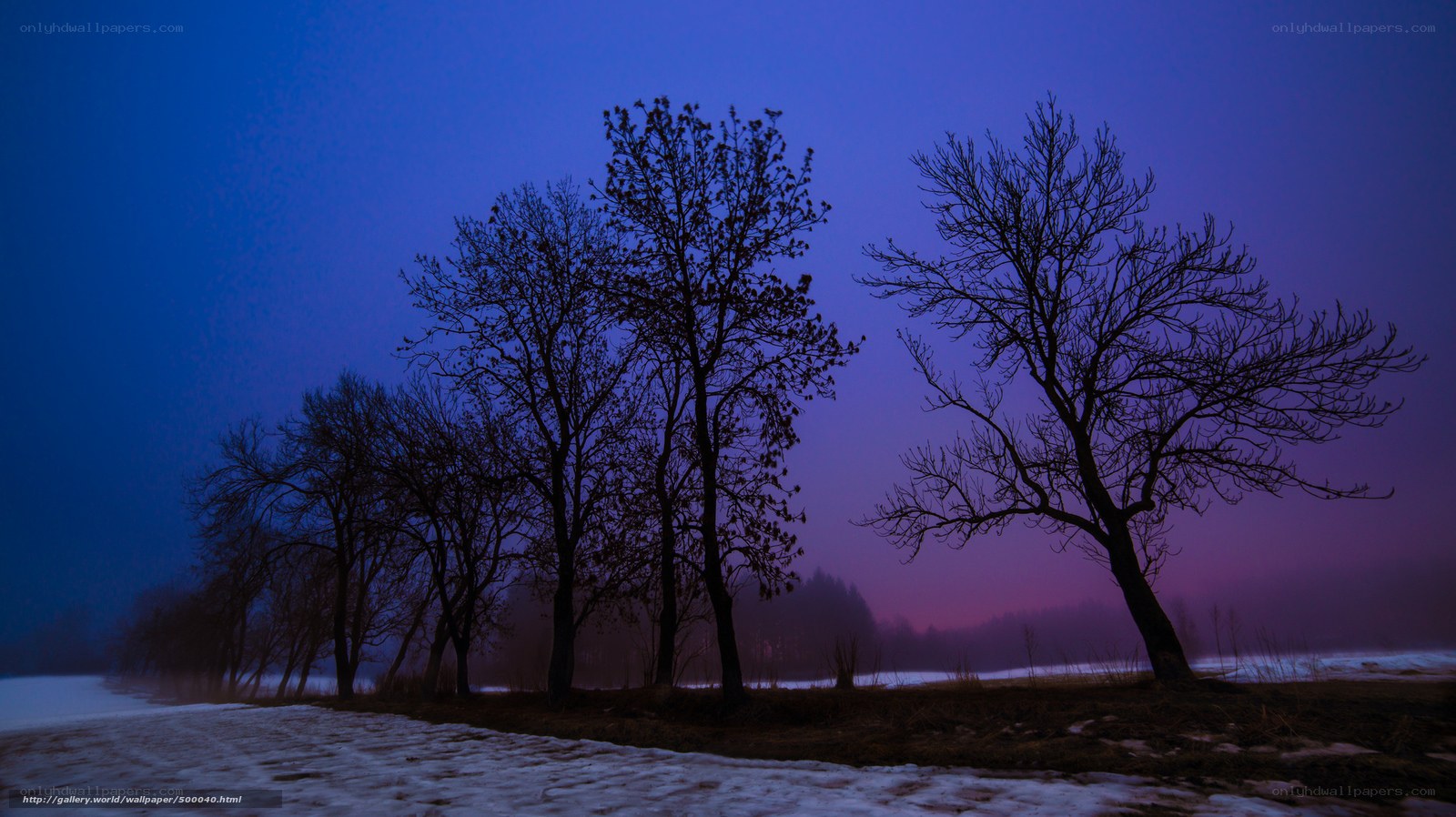 Silhouetted trees at dusk