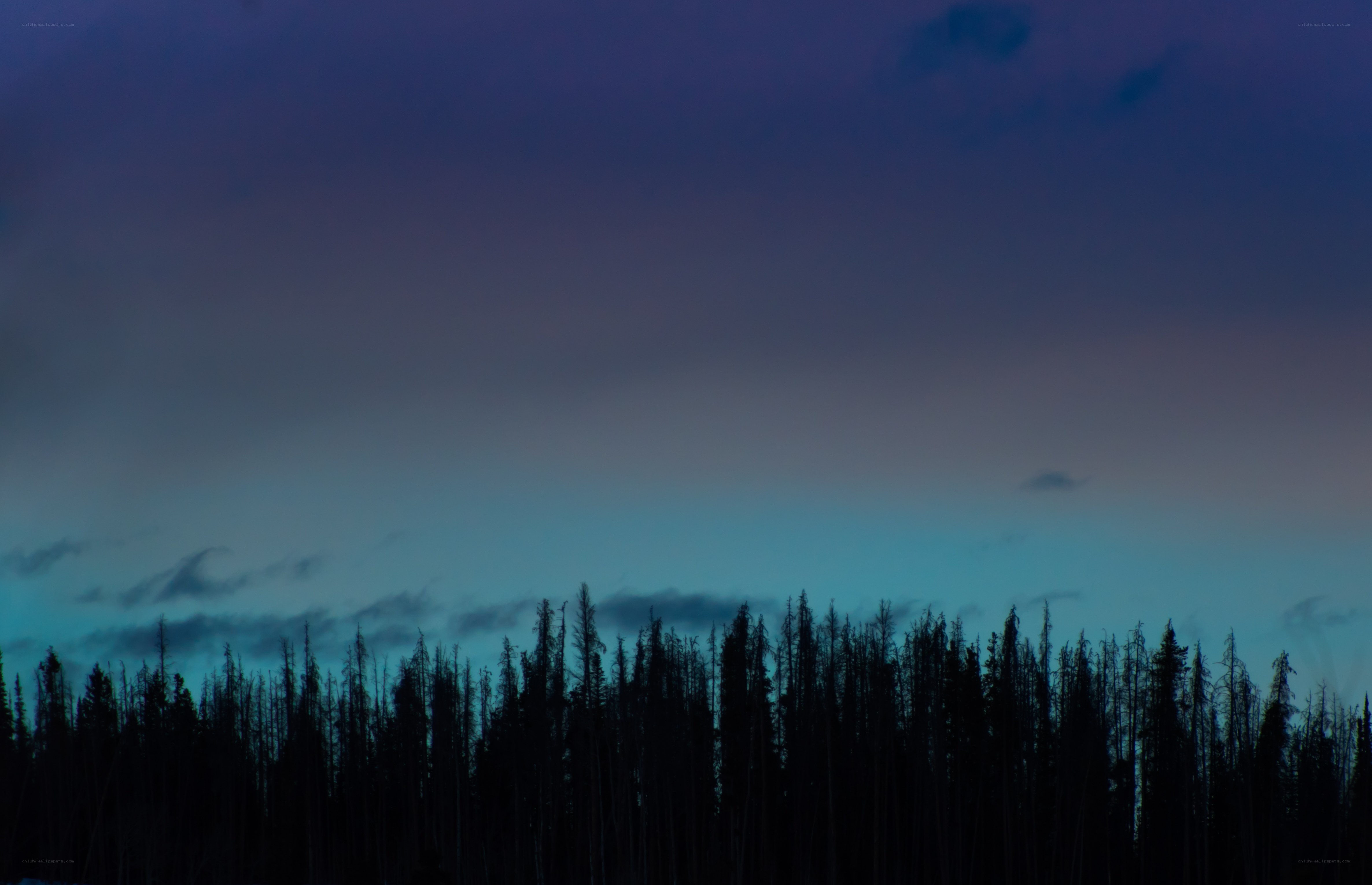Silhouetted trees at dusk