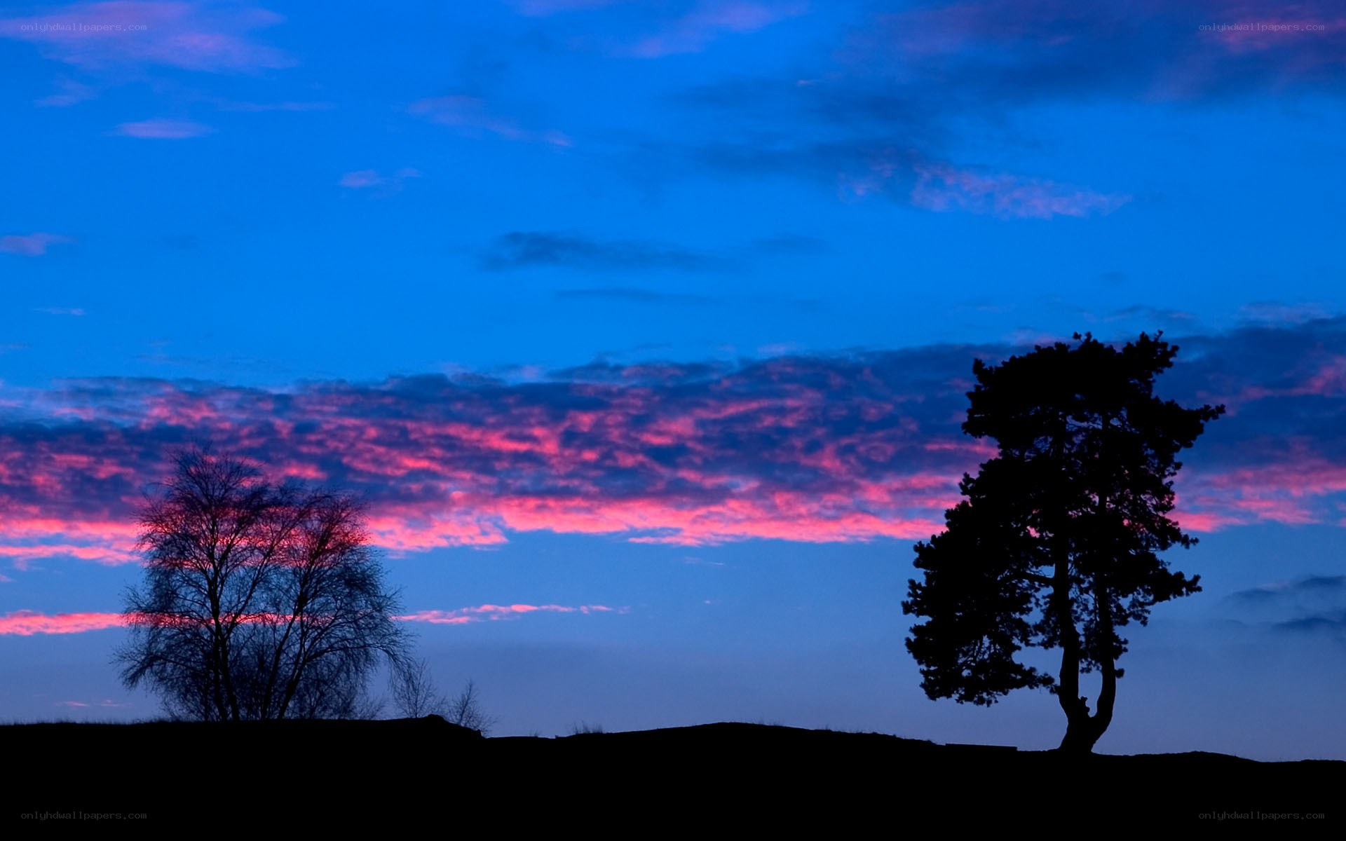 Silhouetted trees at dusk