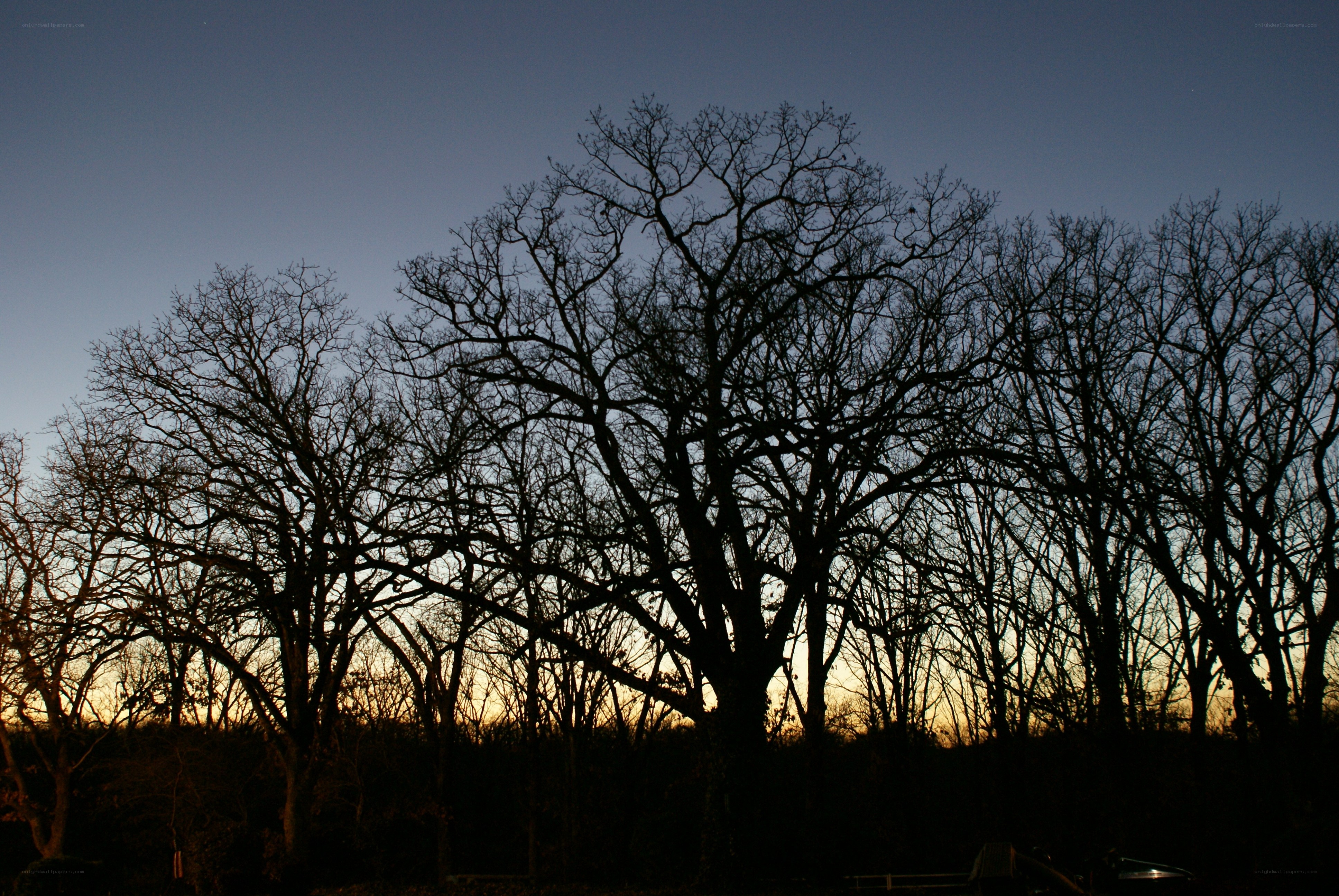 Silhouetted trees at dusk