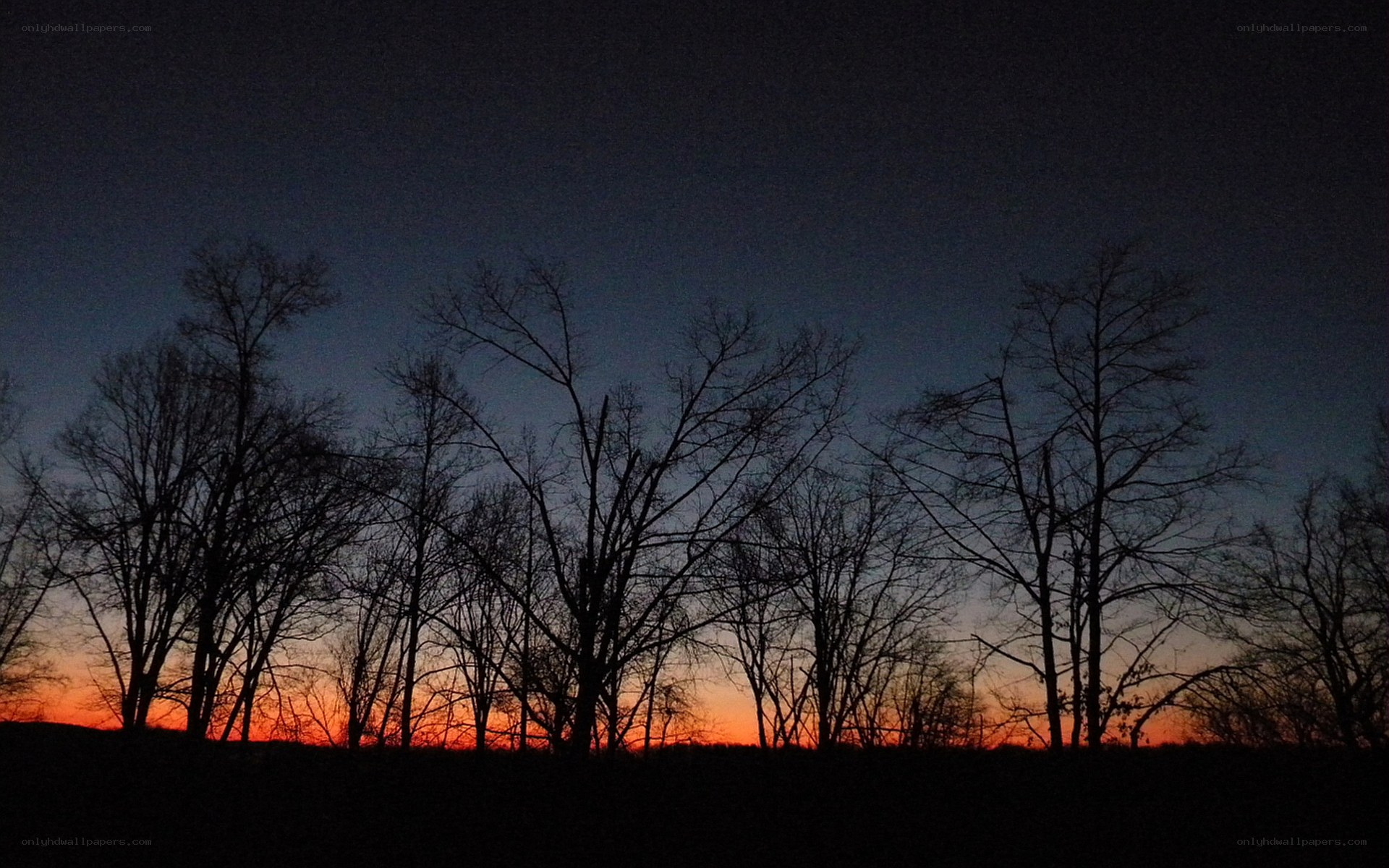 silhouetted trees at dusk