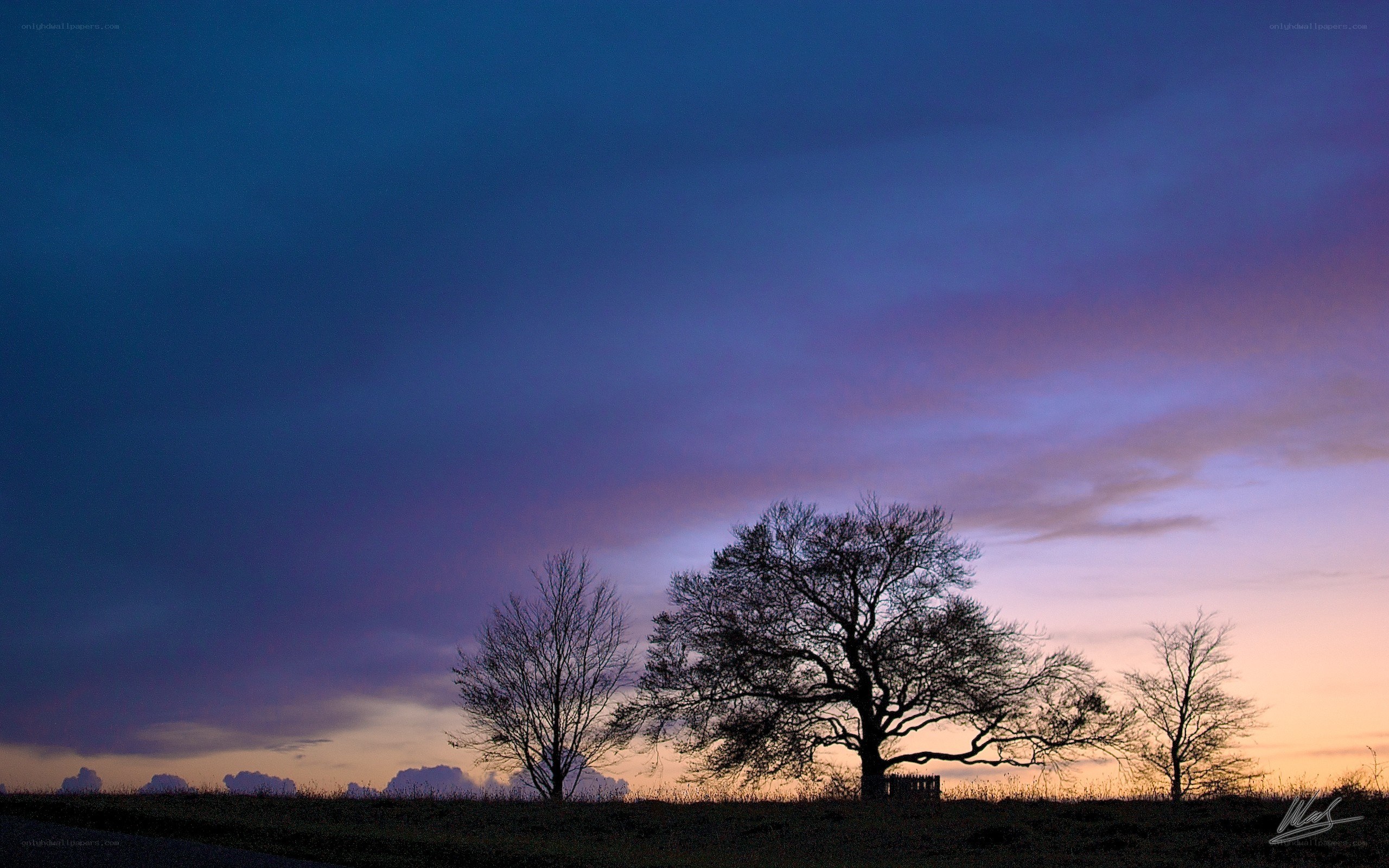 Silhouetted trees at dusk