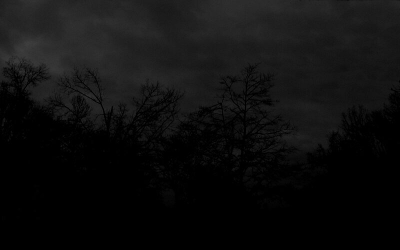 Silhouetted trees at dusk
