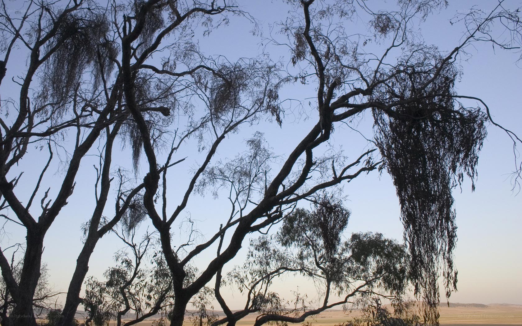 Silhouetted trees at dusk