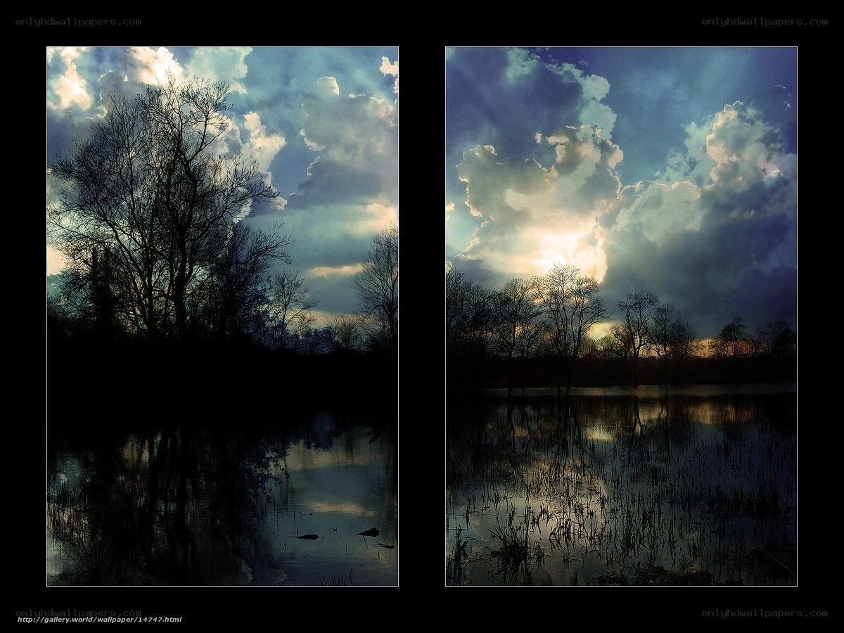 Silhouetted Trees at Dusk