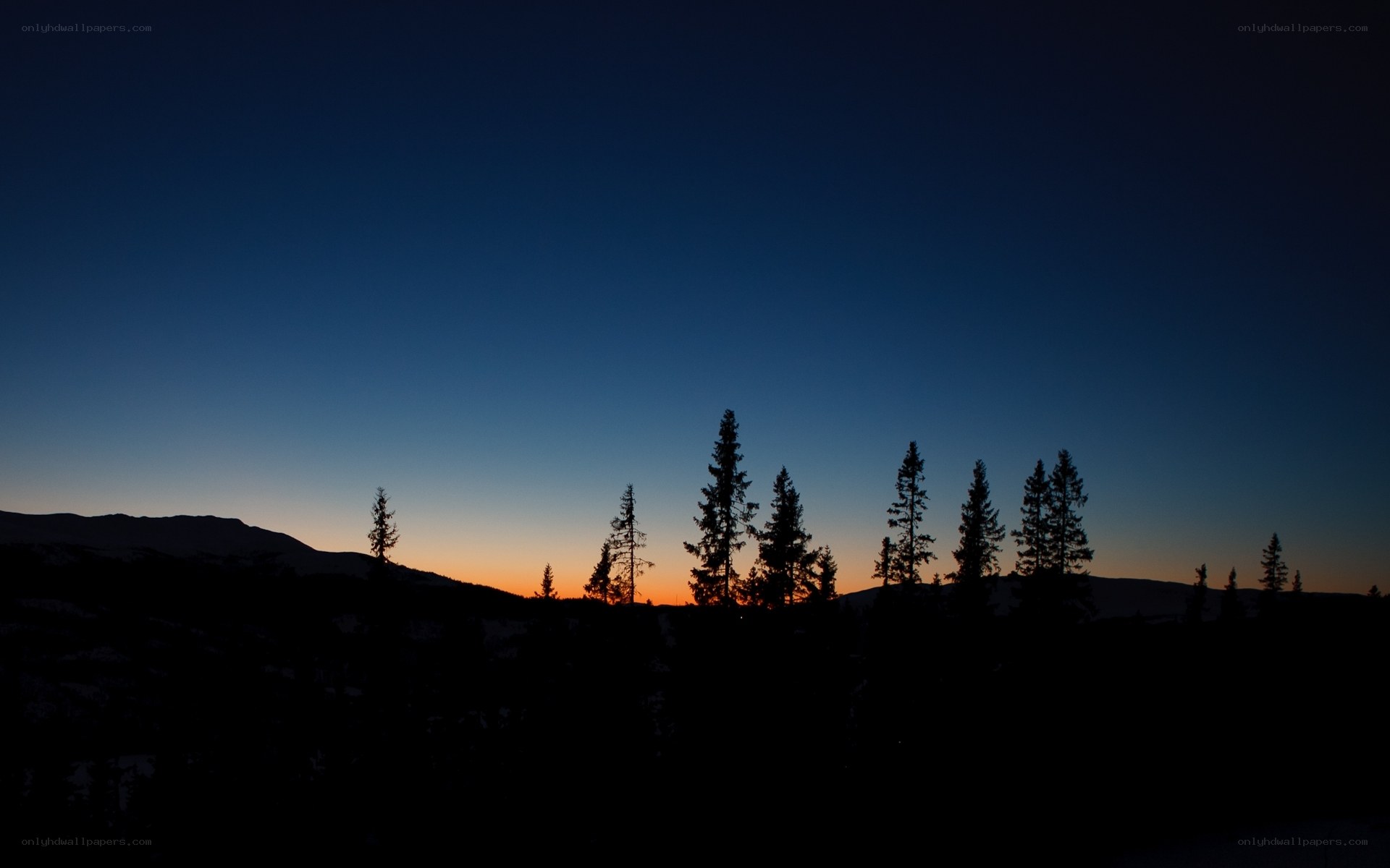 silhouetted trees at dusk