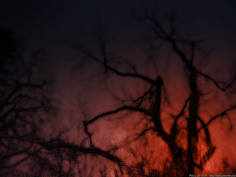 Silhouetted trees at dusk