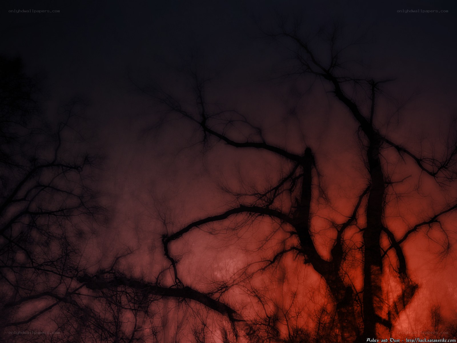 Silhouetted trees at dusk
