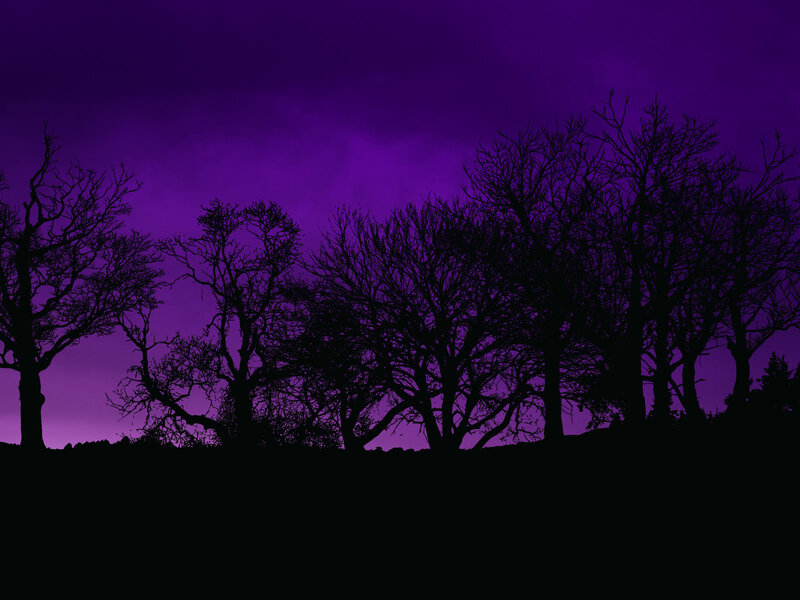 Silhouetted trees at dusk