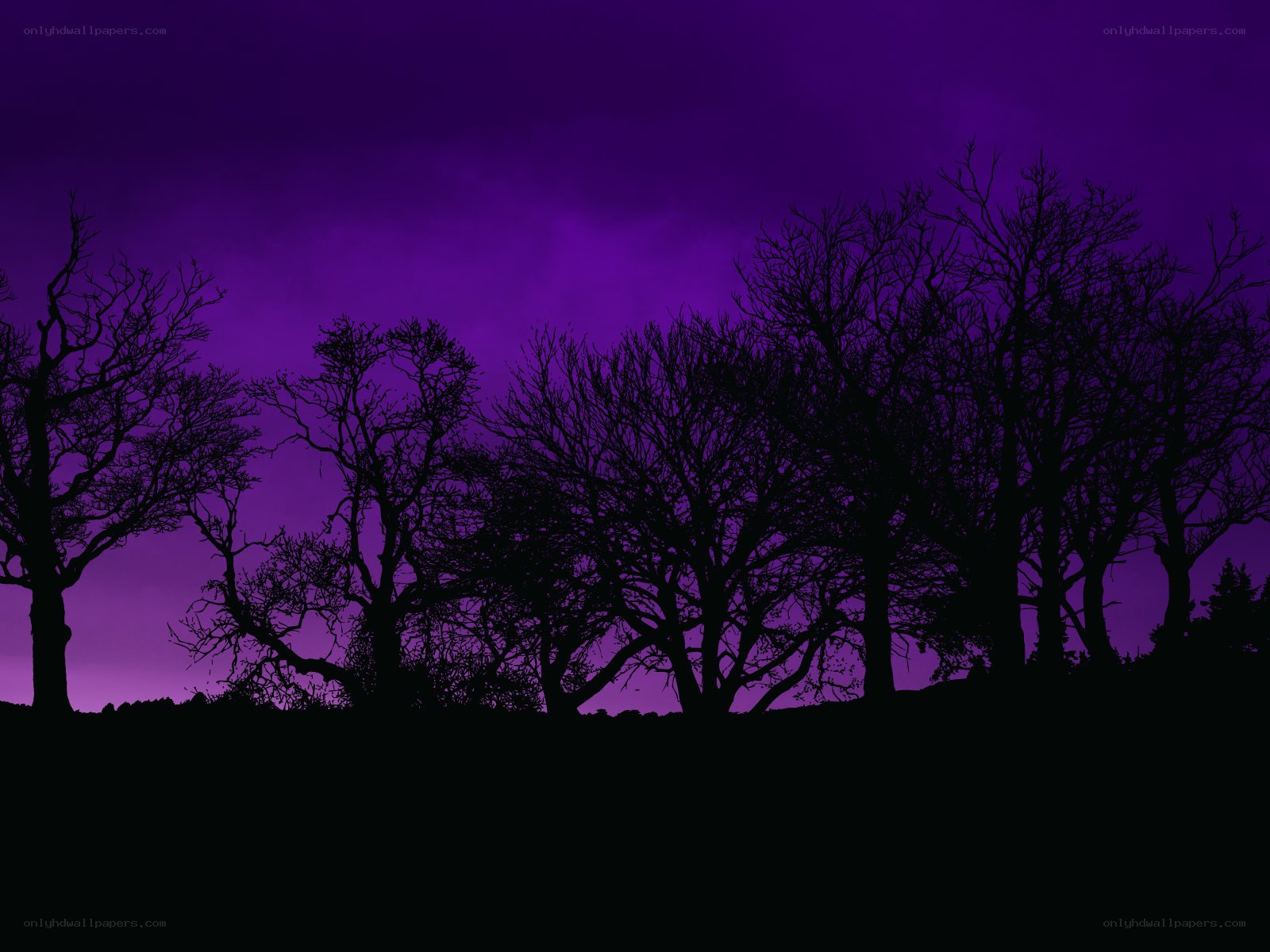 Silhouetted trees at dusk