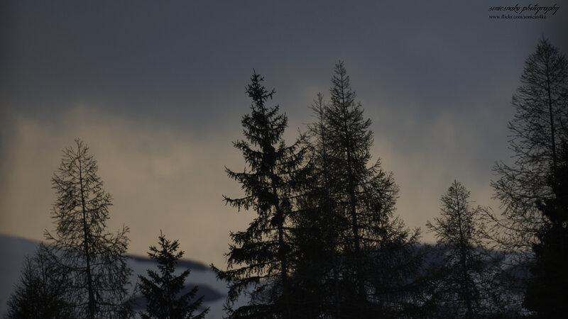 silhouetted trees at dusk