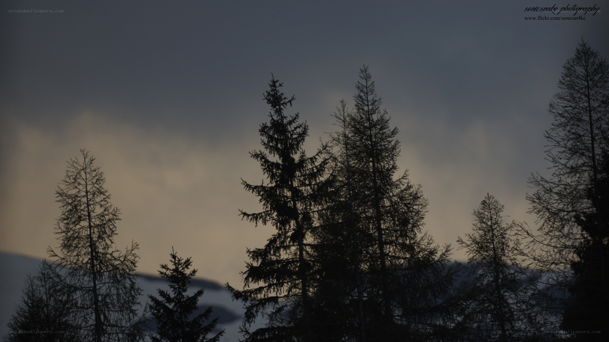 silhouetted trees at dusk