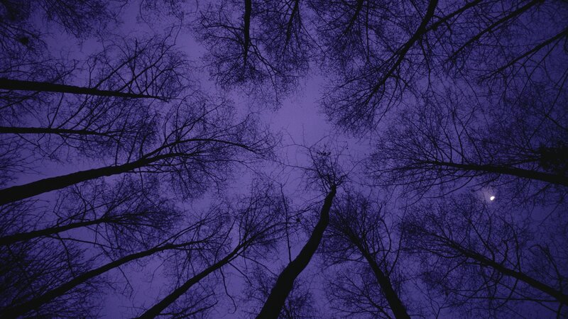 silhouetted trees at dusk