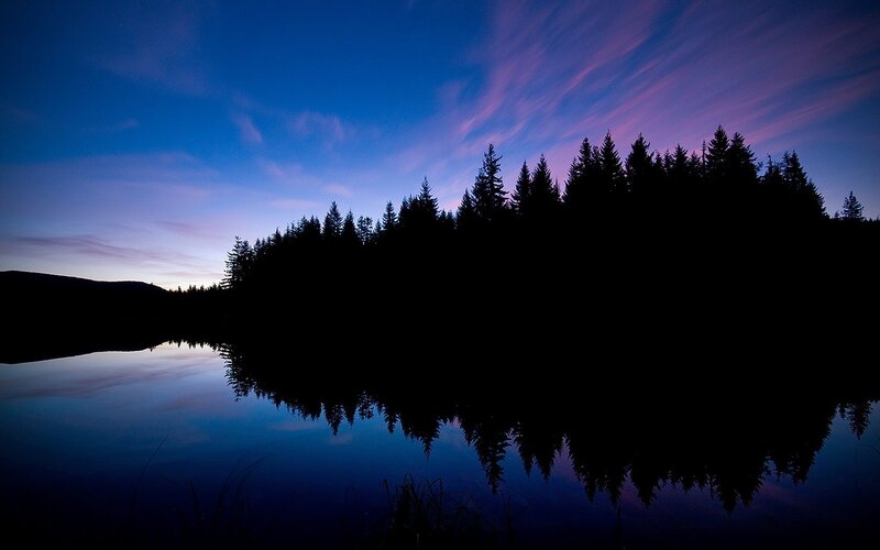 Silhouetted trees at dusk