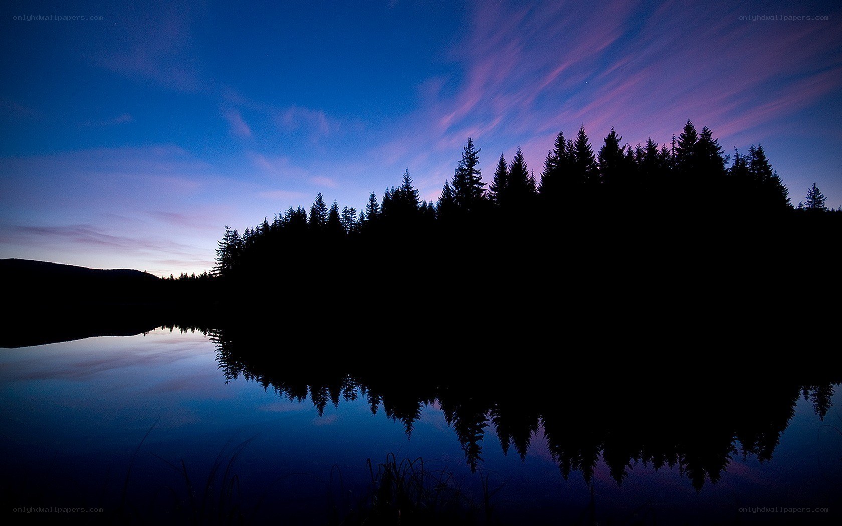 Silhouetted trees at dusk