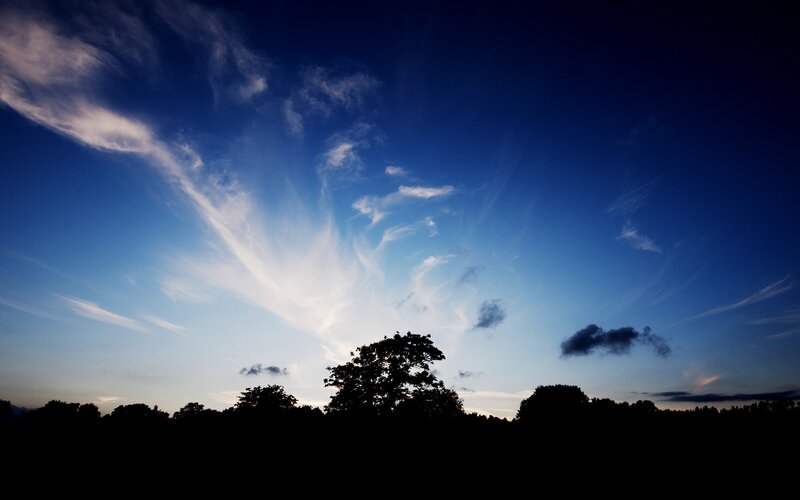 Silhouetted trees at dusk