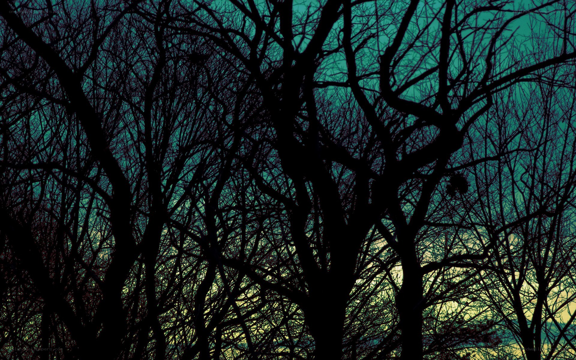 silhouetted trees at dusk