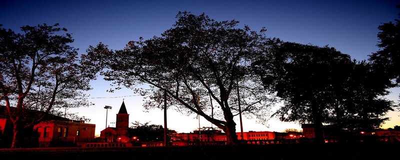 silhouetted trees at dusk
