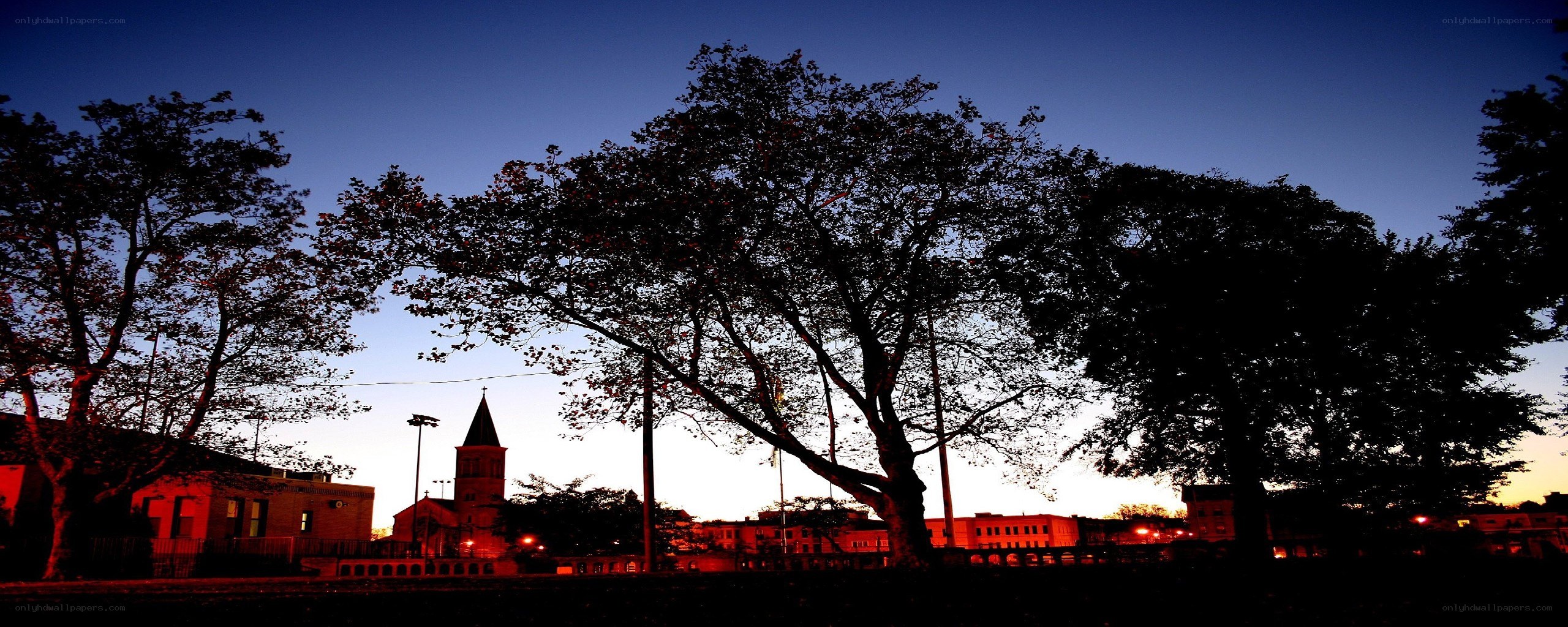 silhouetted trees at dusk