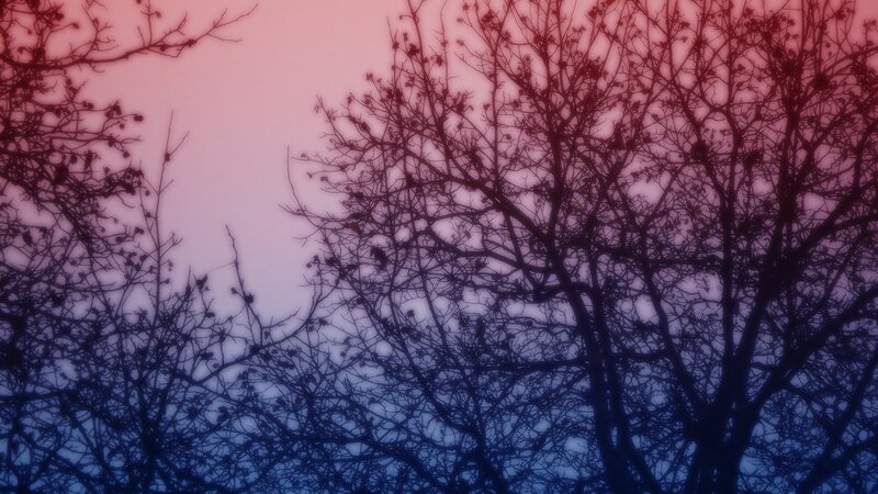 silhouetted trees at dusk