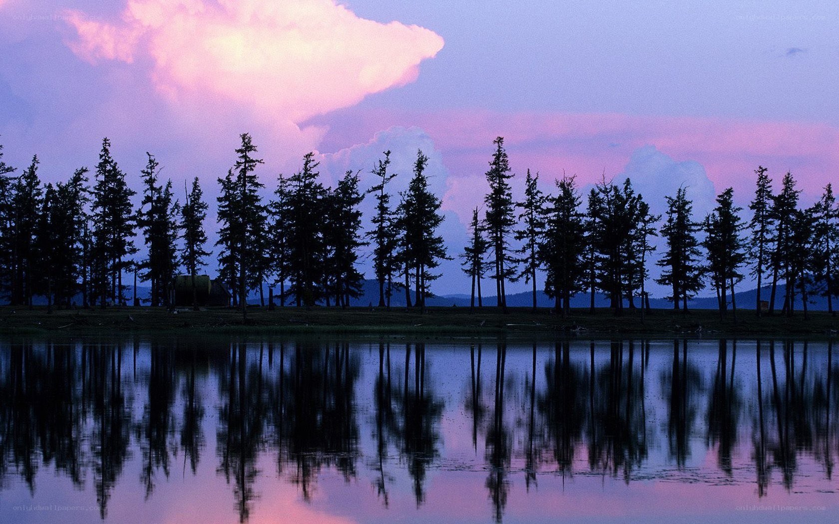 Silhouetted trees at dusk