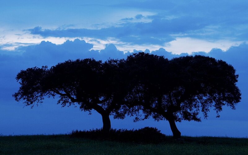 Silhouetted trees at dusk