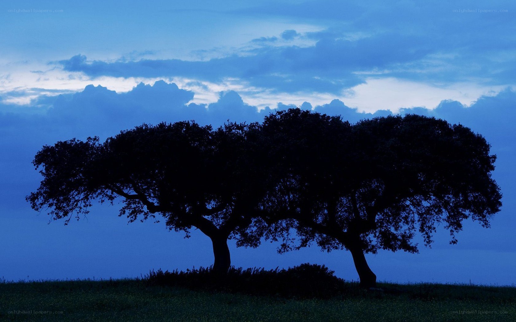 Silhouetted trees at dusk