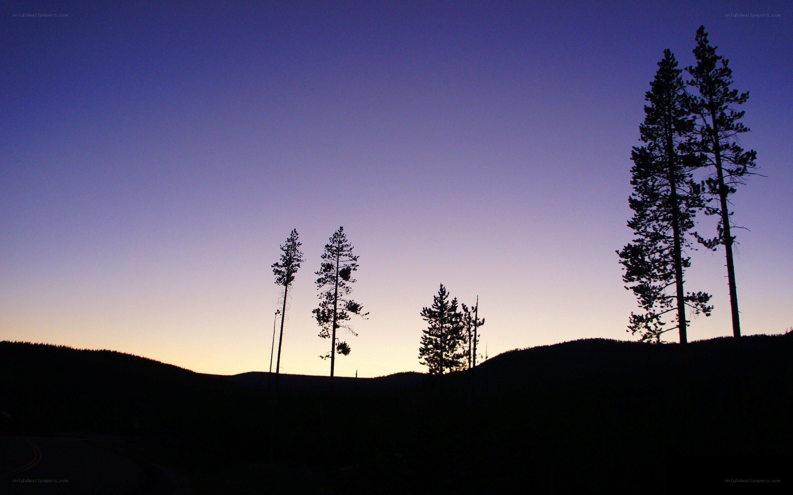 silhouetted trees at dusk