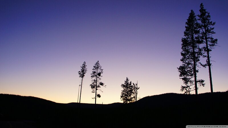 silhouetted trees at dusk