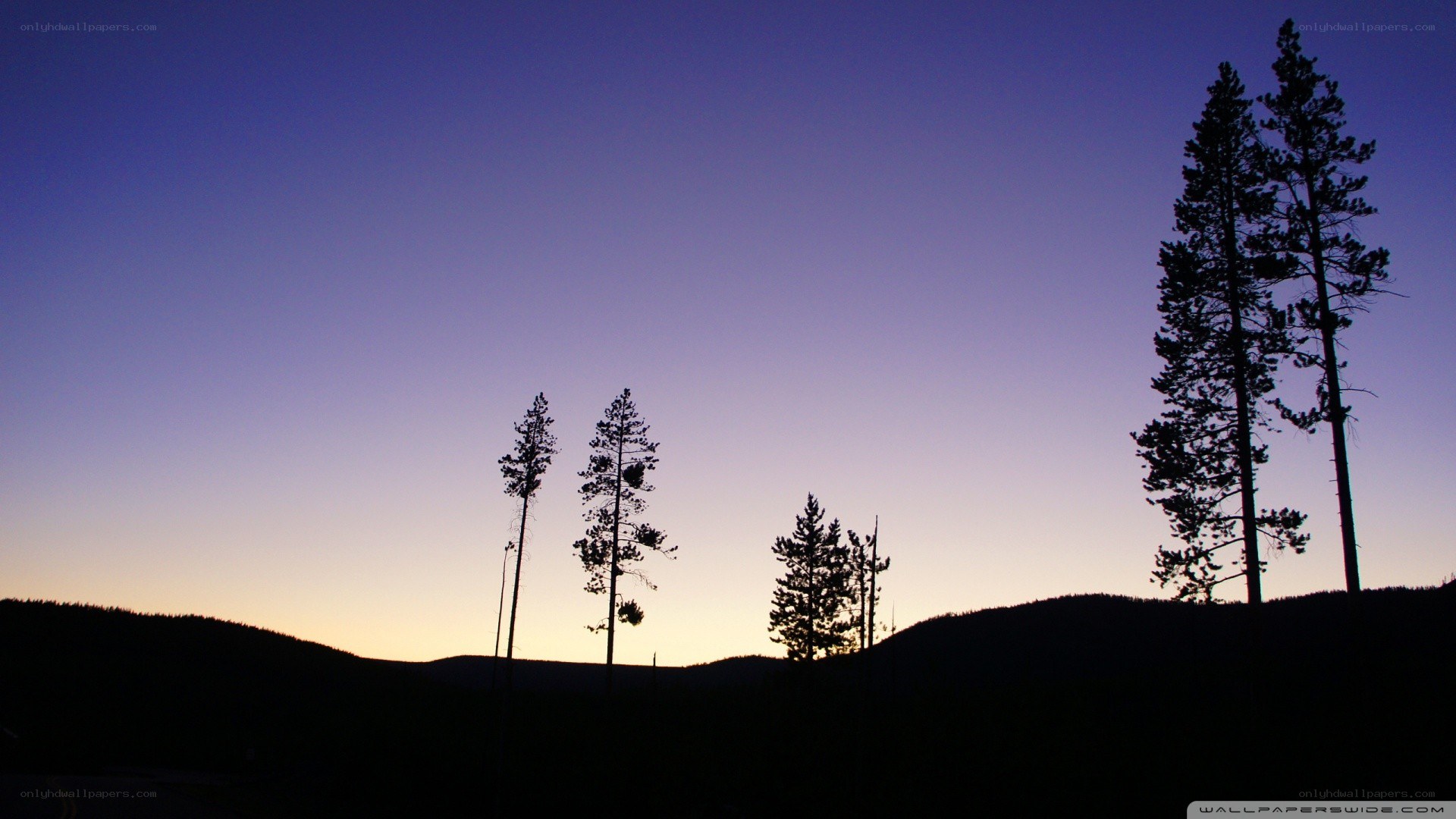 silhouetted trees at dusk