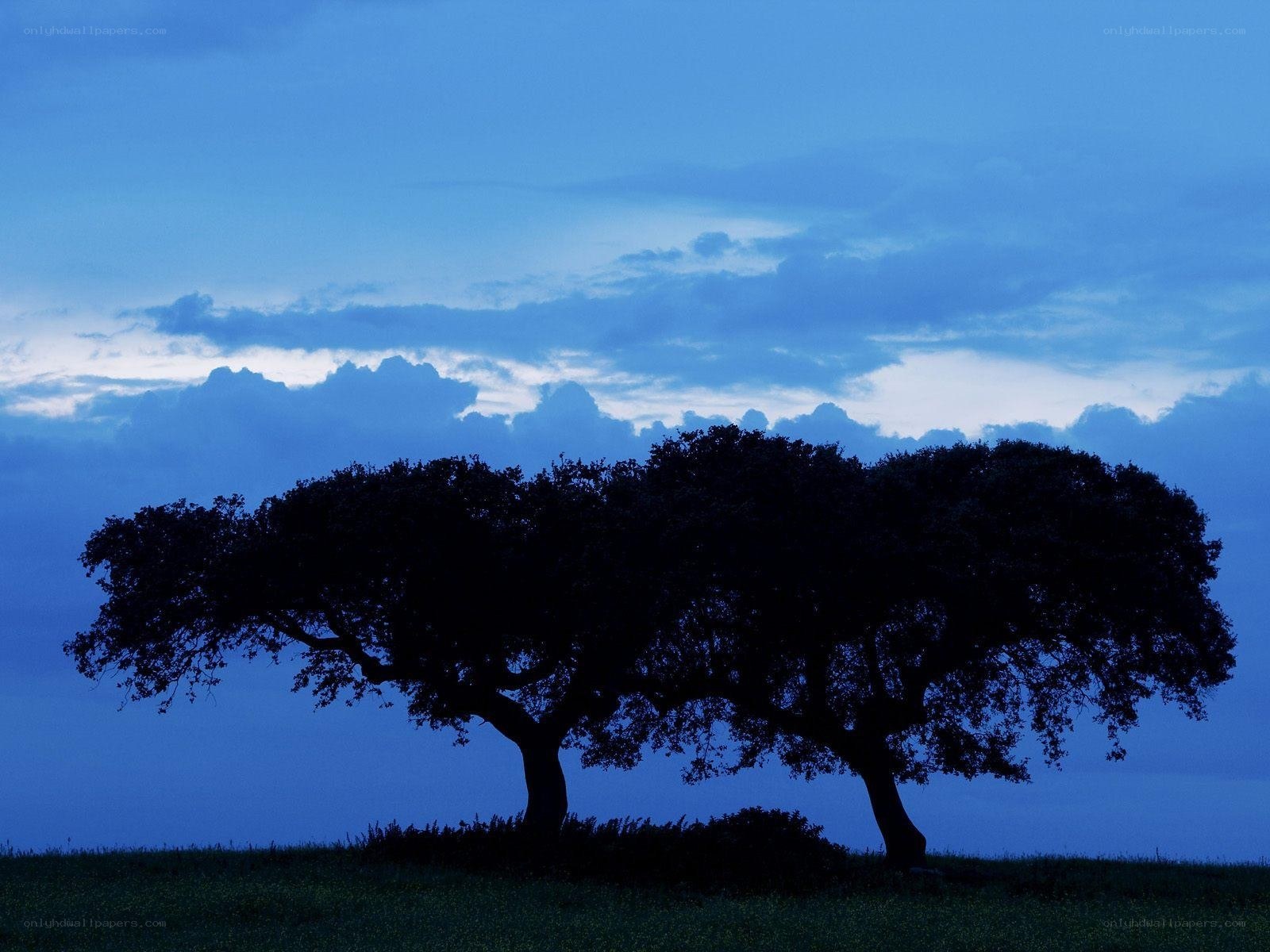 Silhouetted trees at dusk