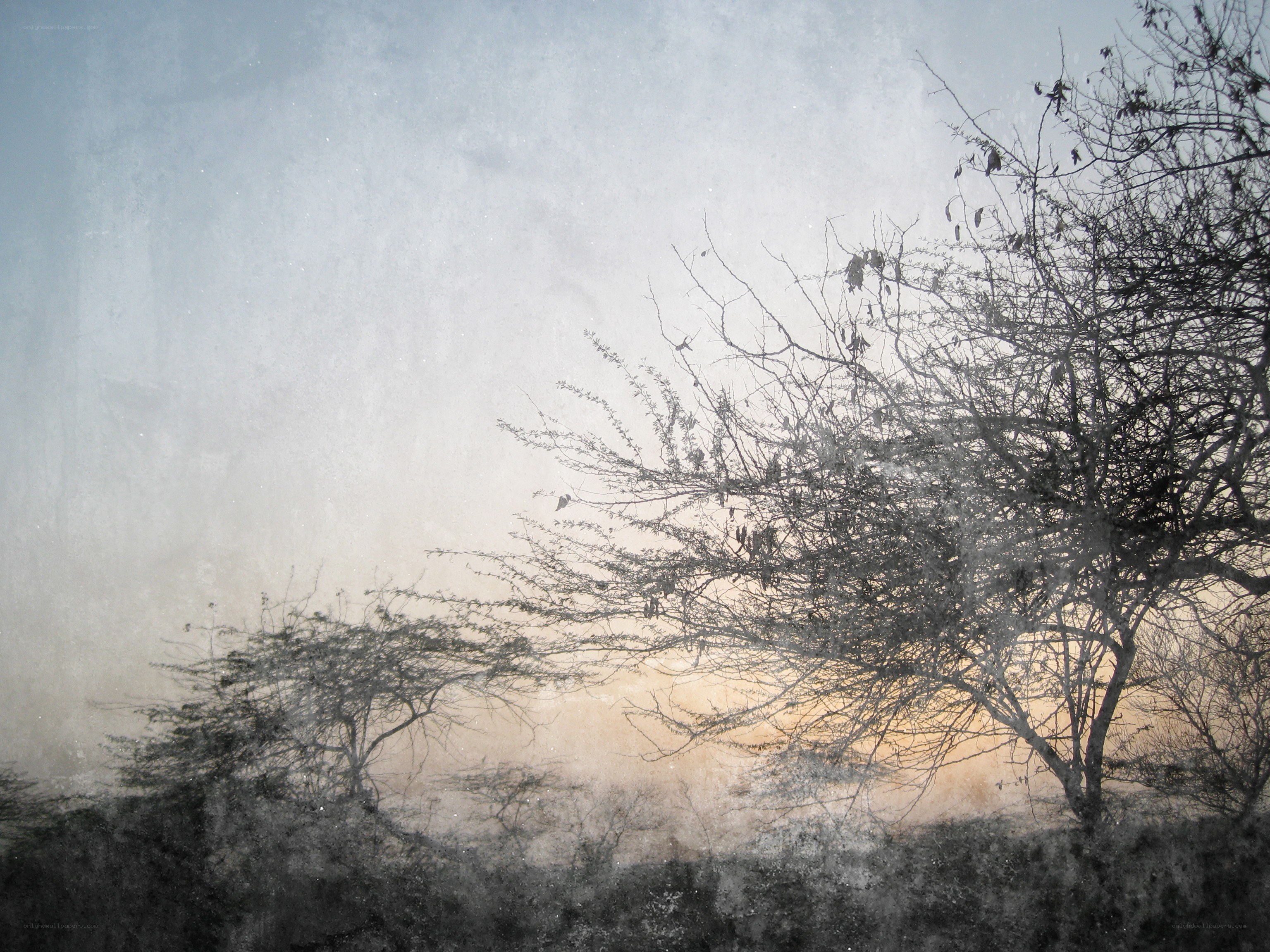 Silhouetted trees at dusk