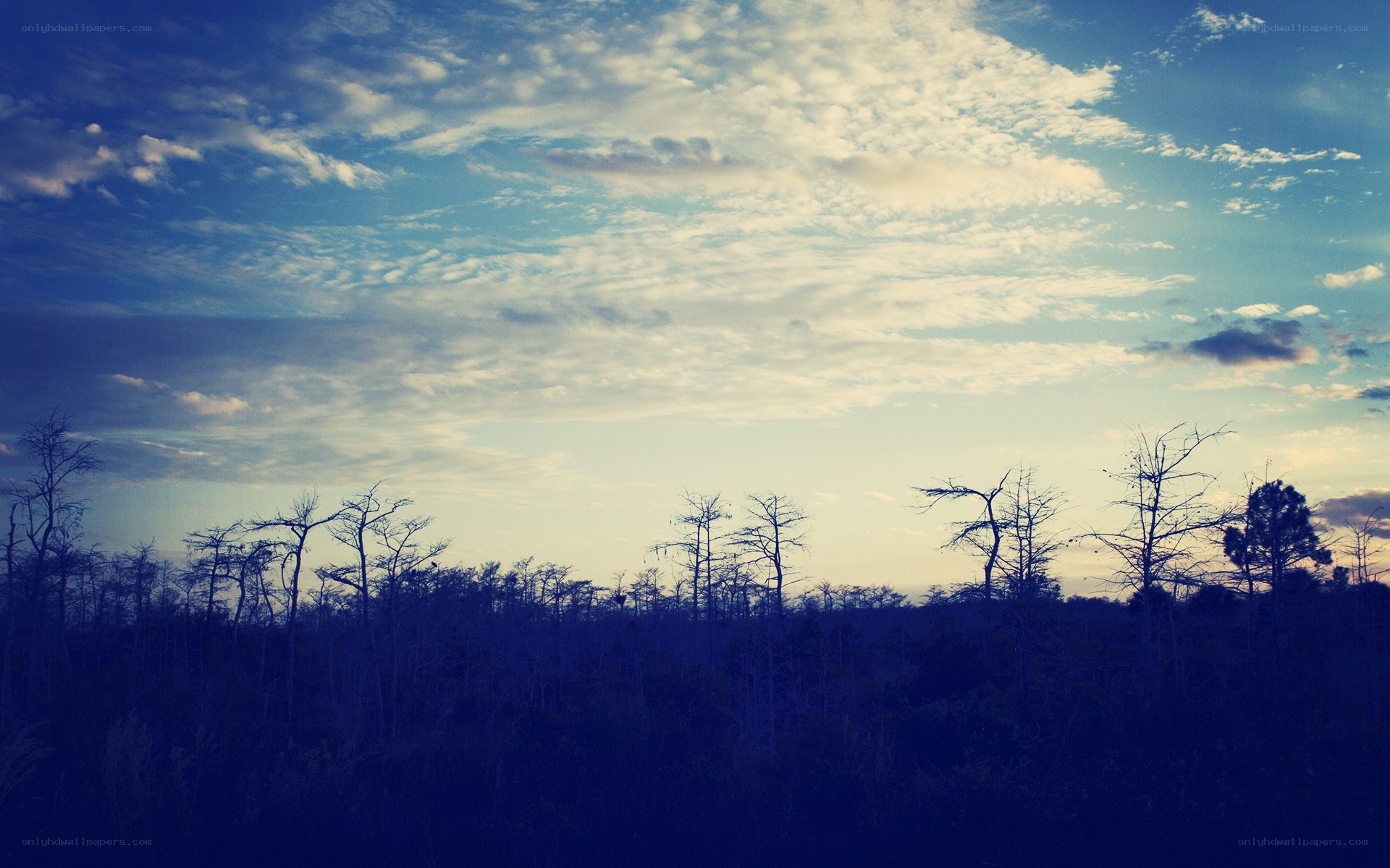 Silhouetted trees at dusk