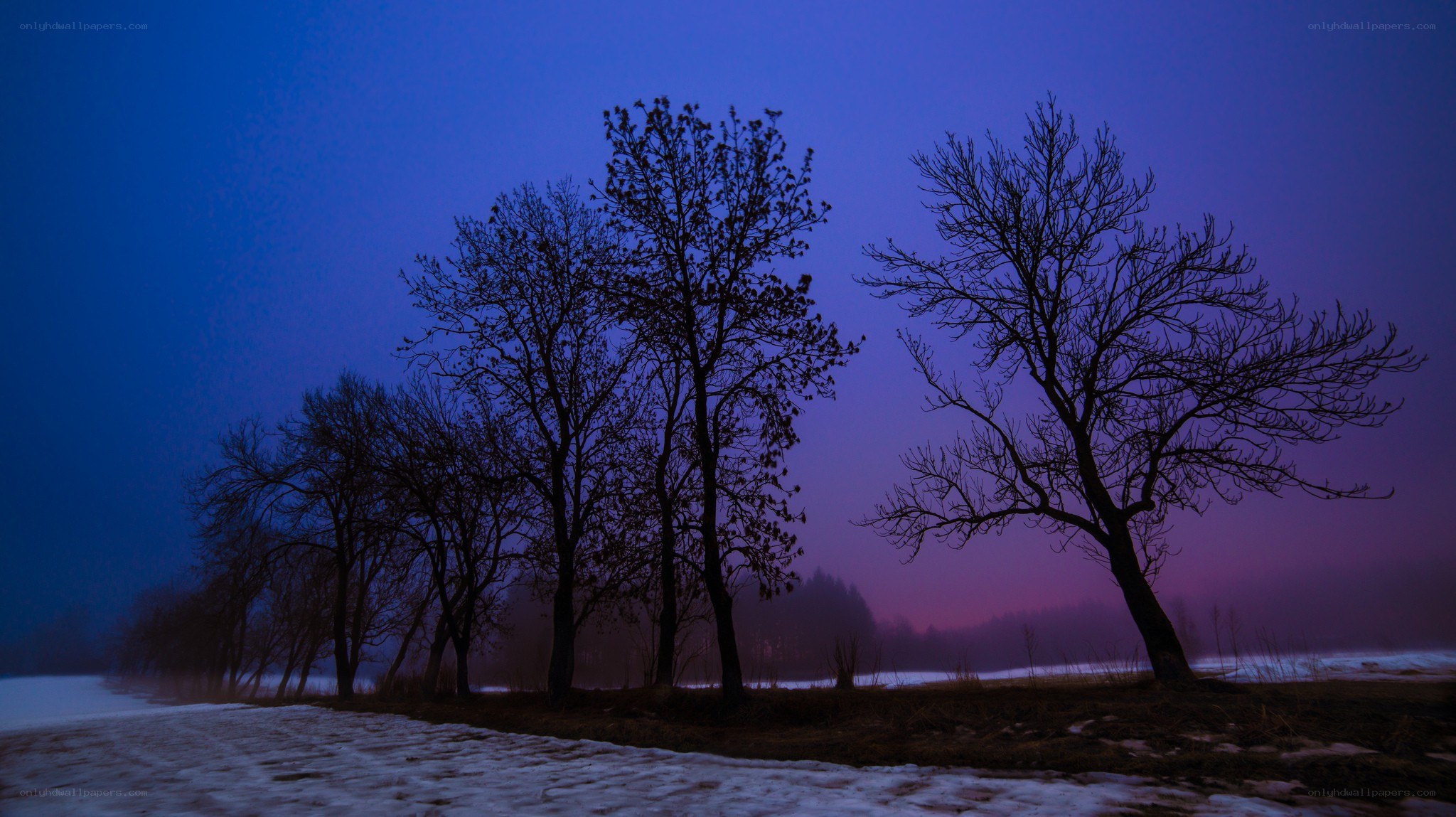 Silhouetted trees at dusk