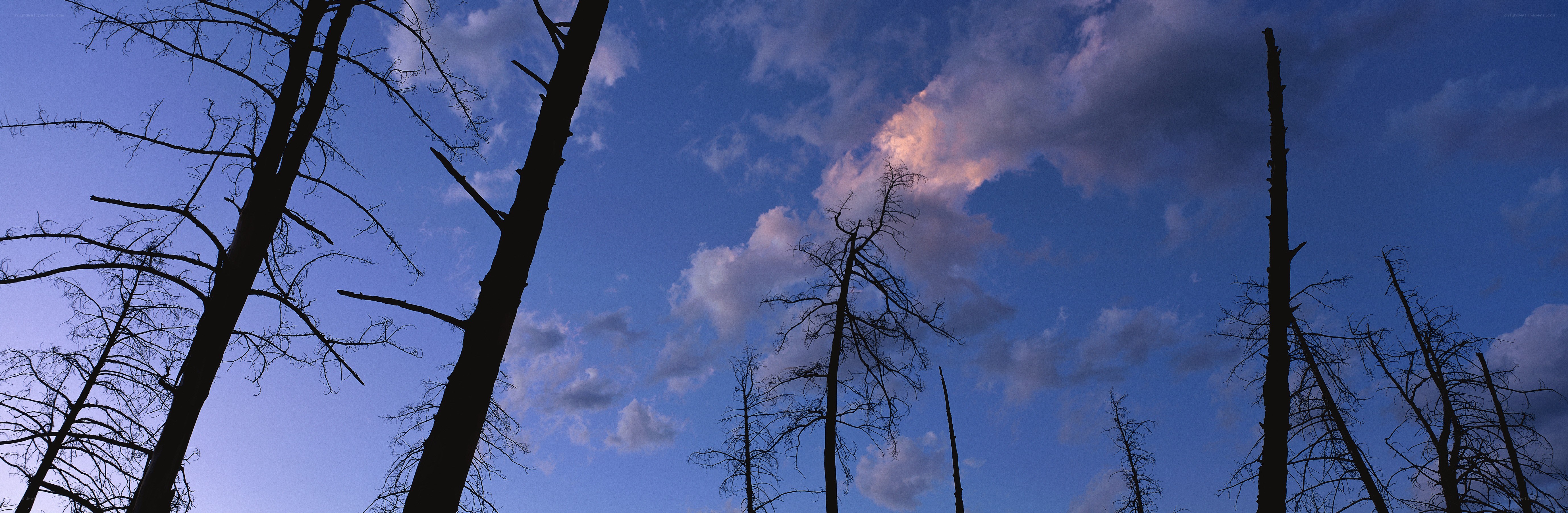 silhouetted trees at dusk