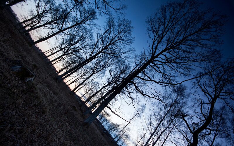 Silhouetted trees at dusk