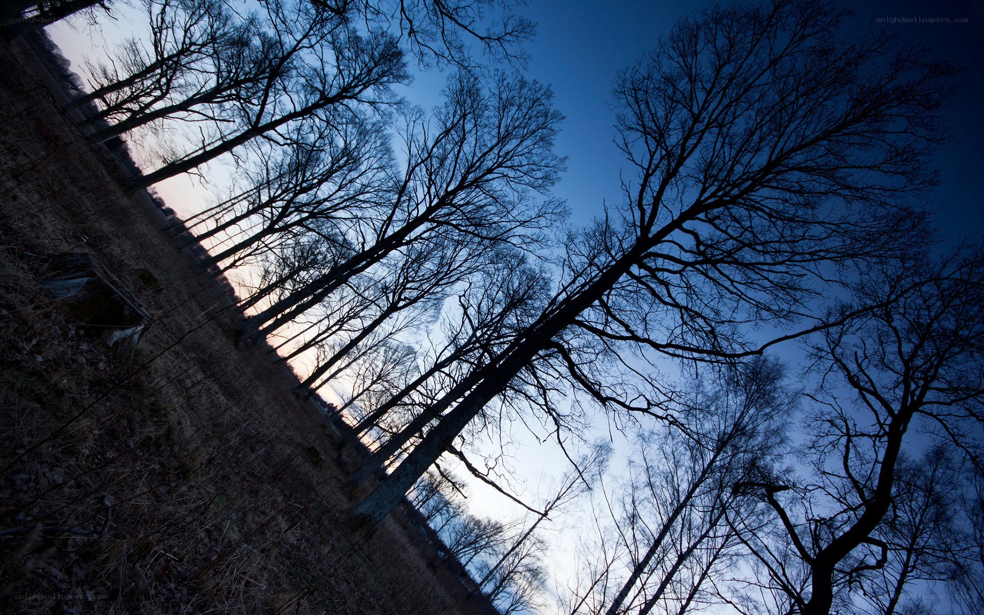 Silhouetted trees at dusk