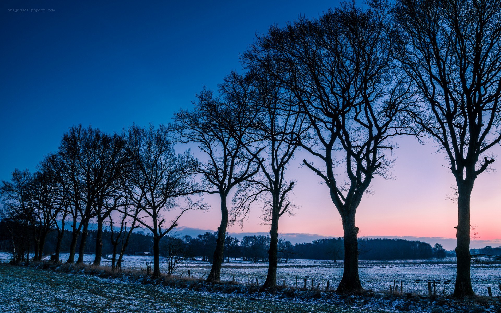 Silhouetted trees at dusk