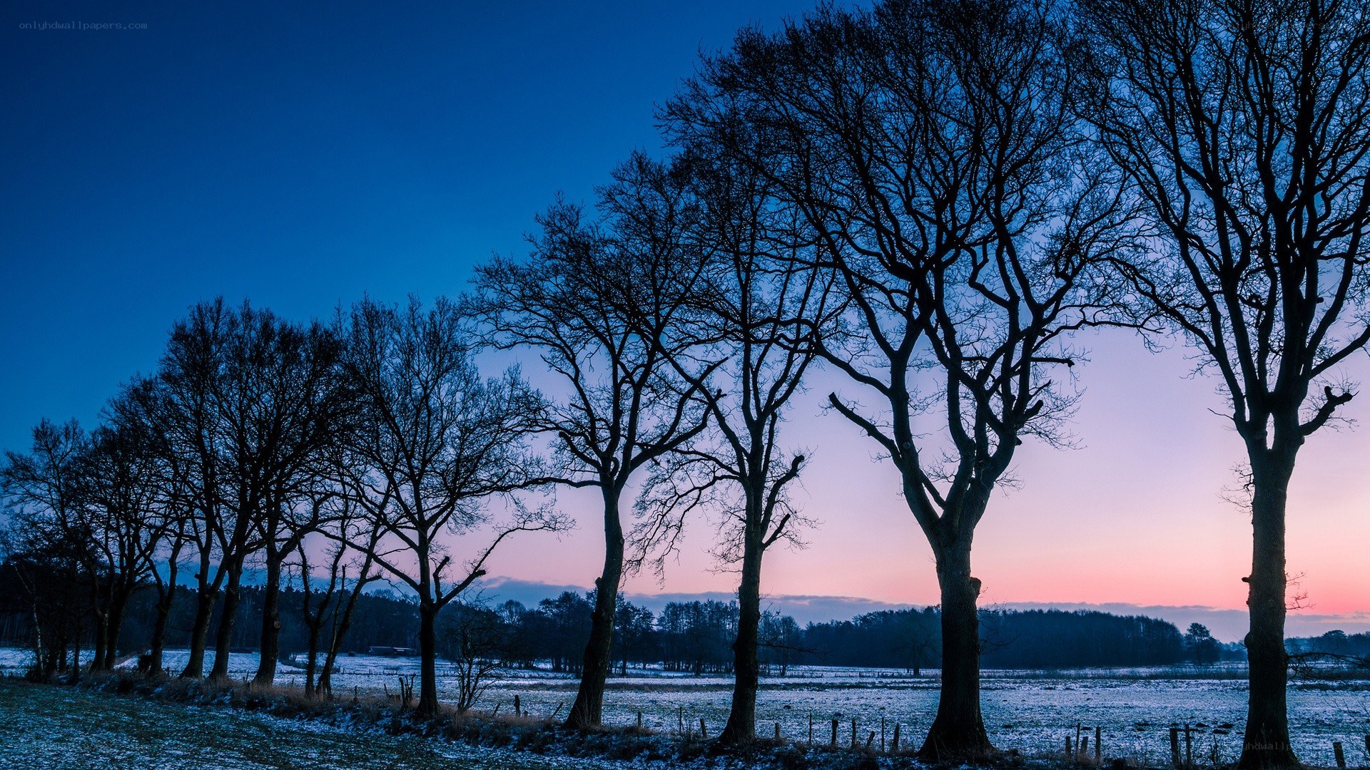 Silhouetted trees at dusk