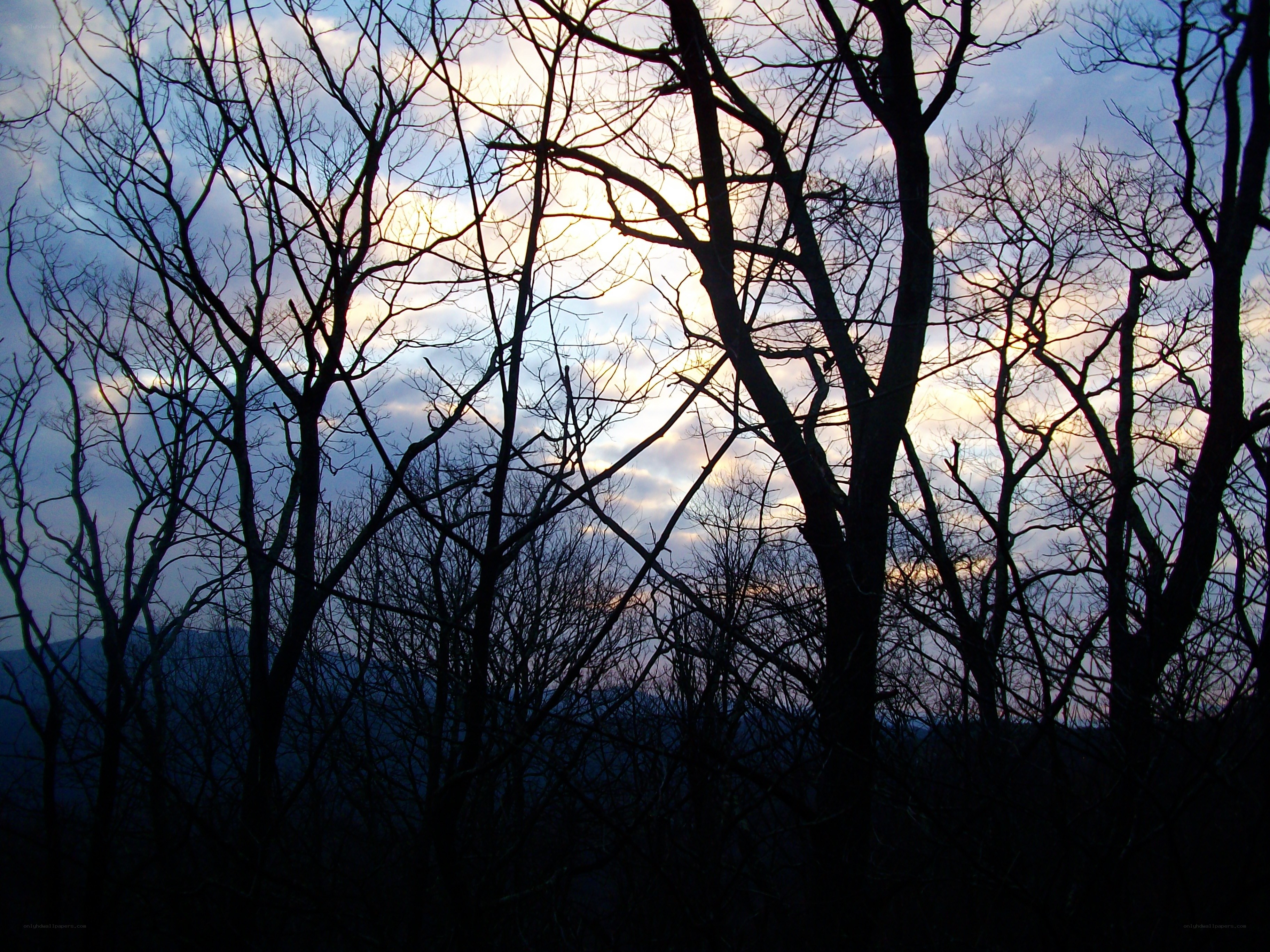 Silhouetted trees at dusk