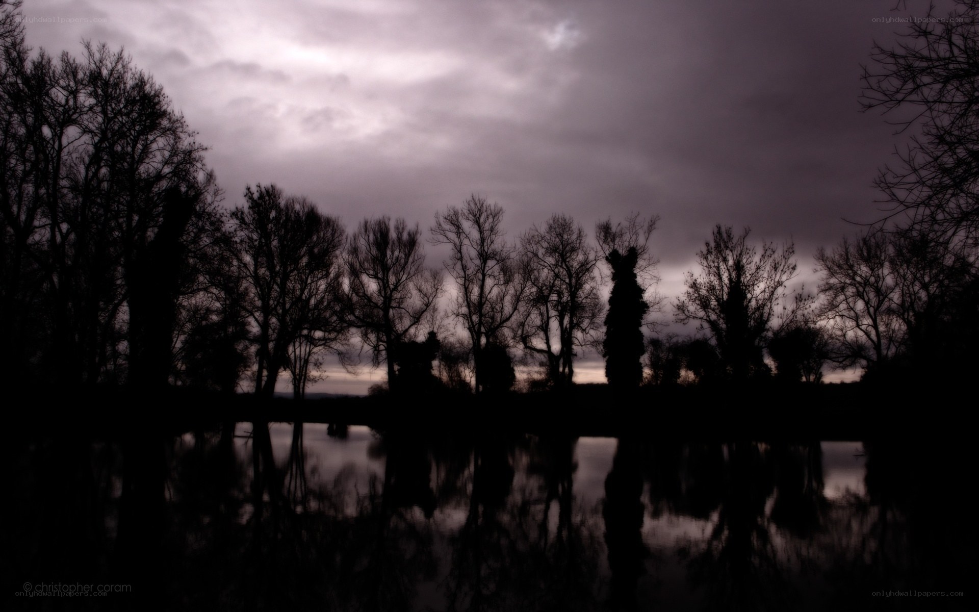 silhouetted trees at dusk