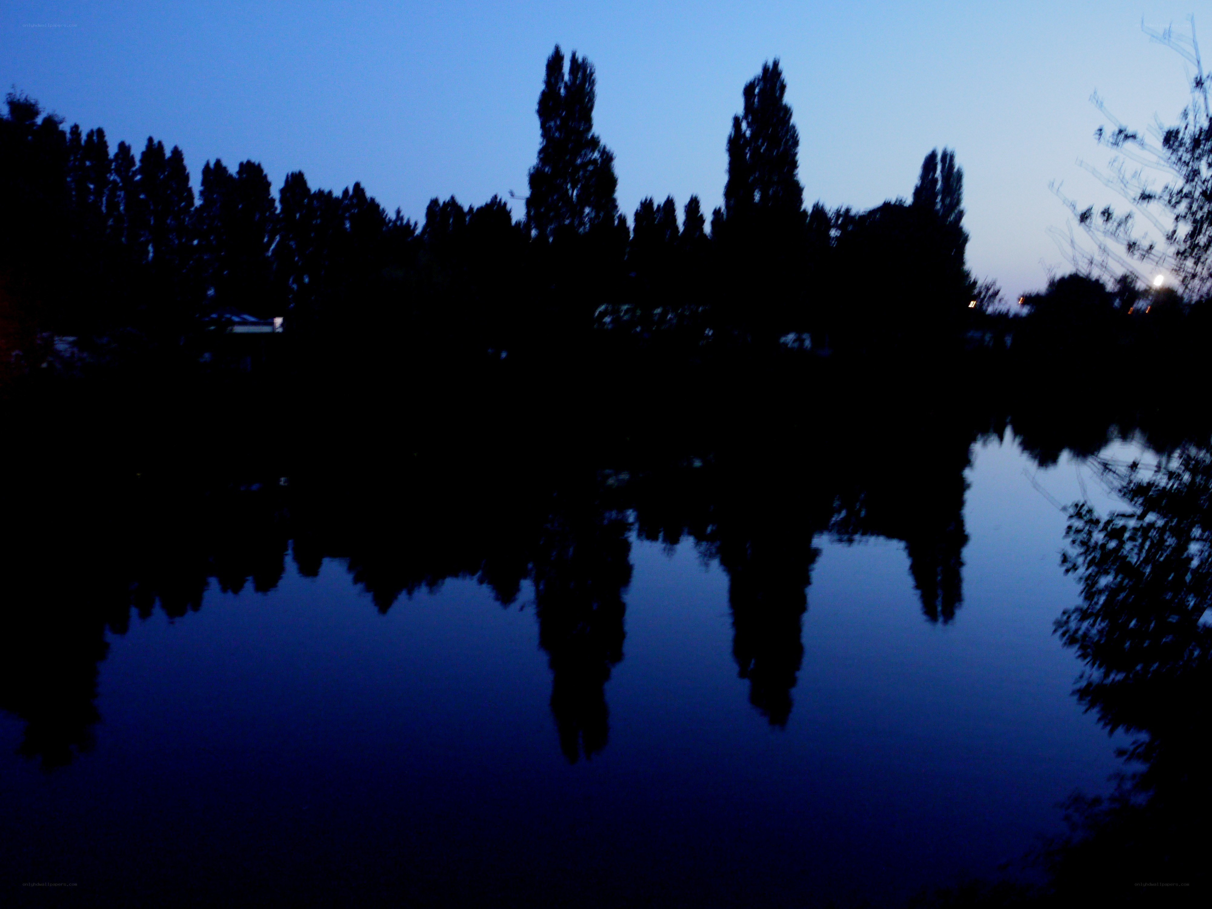 Silhouetted trees at dusk