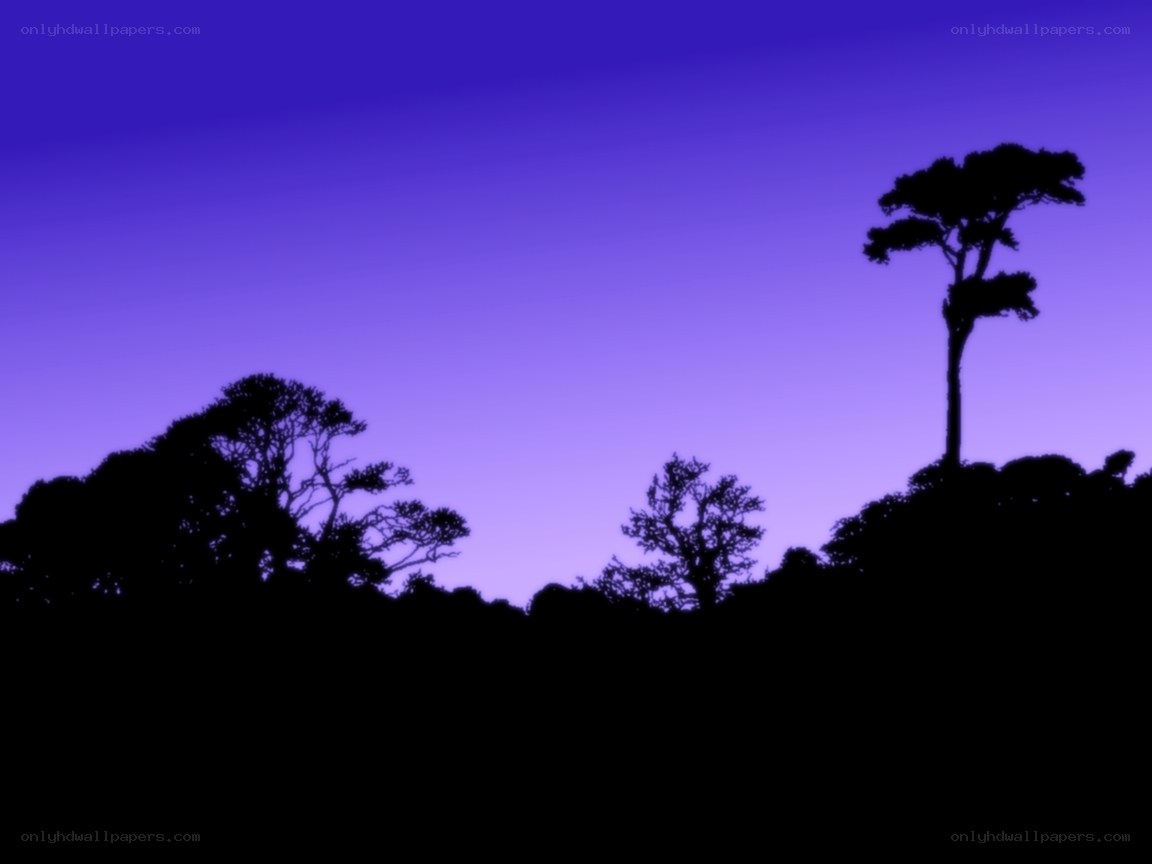 silhouetted trees at dusk