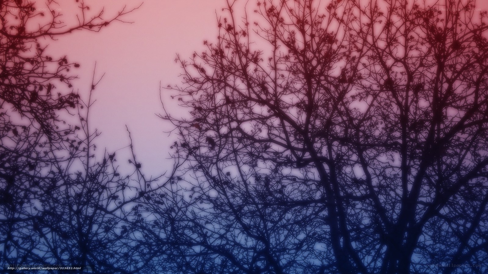 Silhouetted trees at dusk