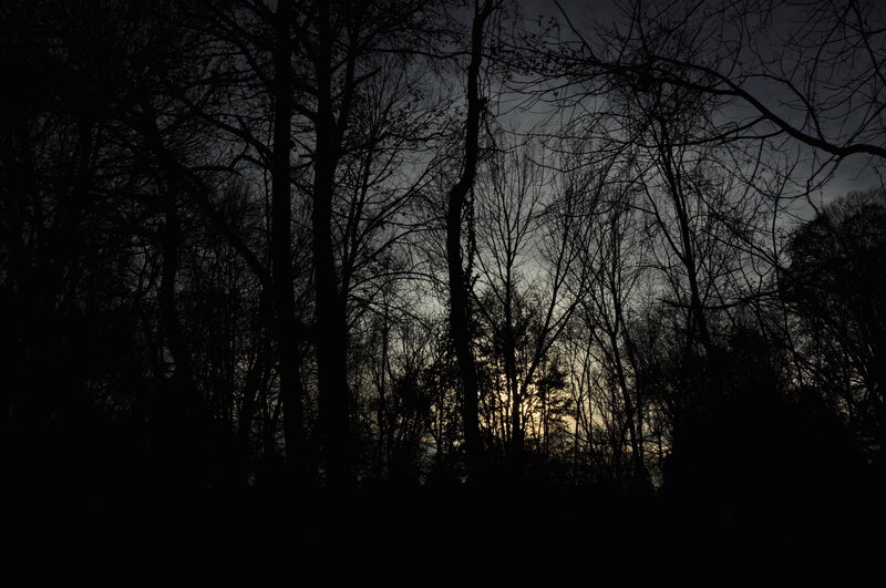 silhouetted trees at dusk
