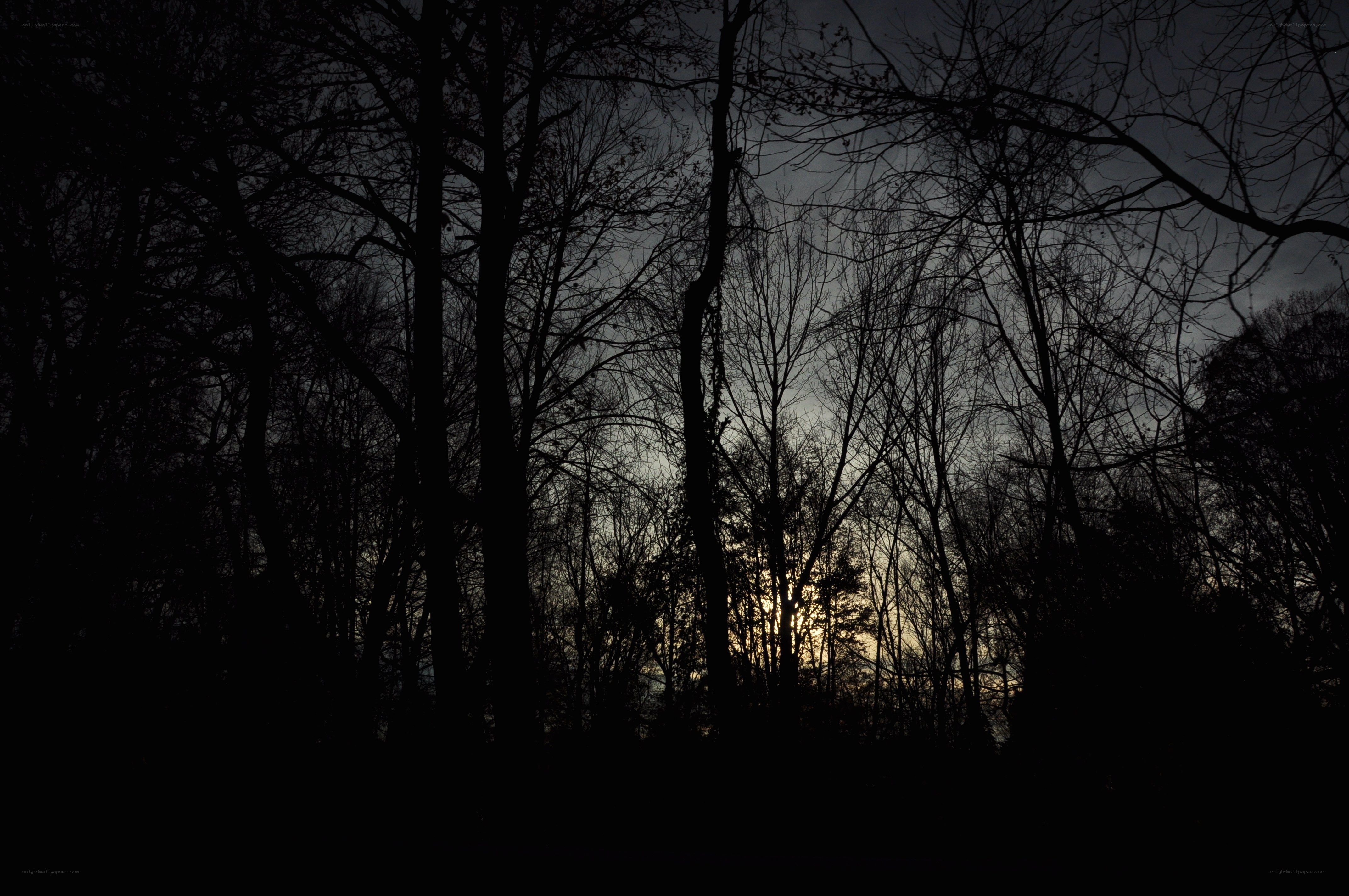 silhouetted trees at dusk